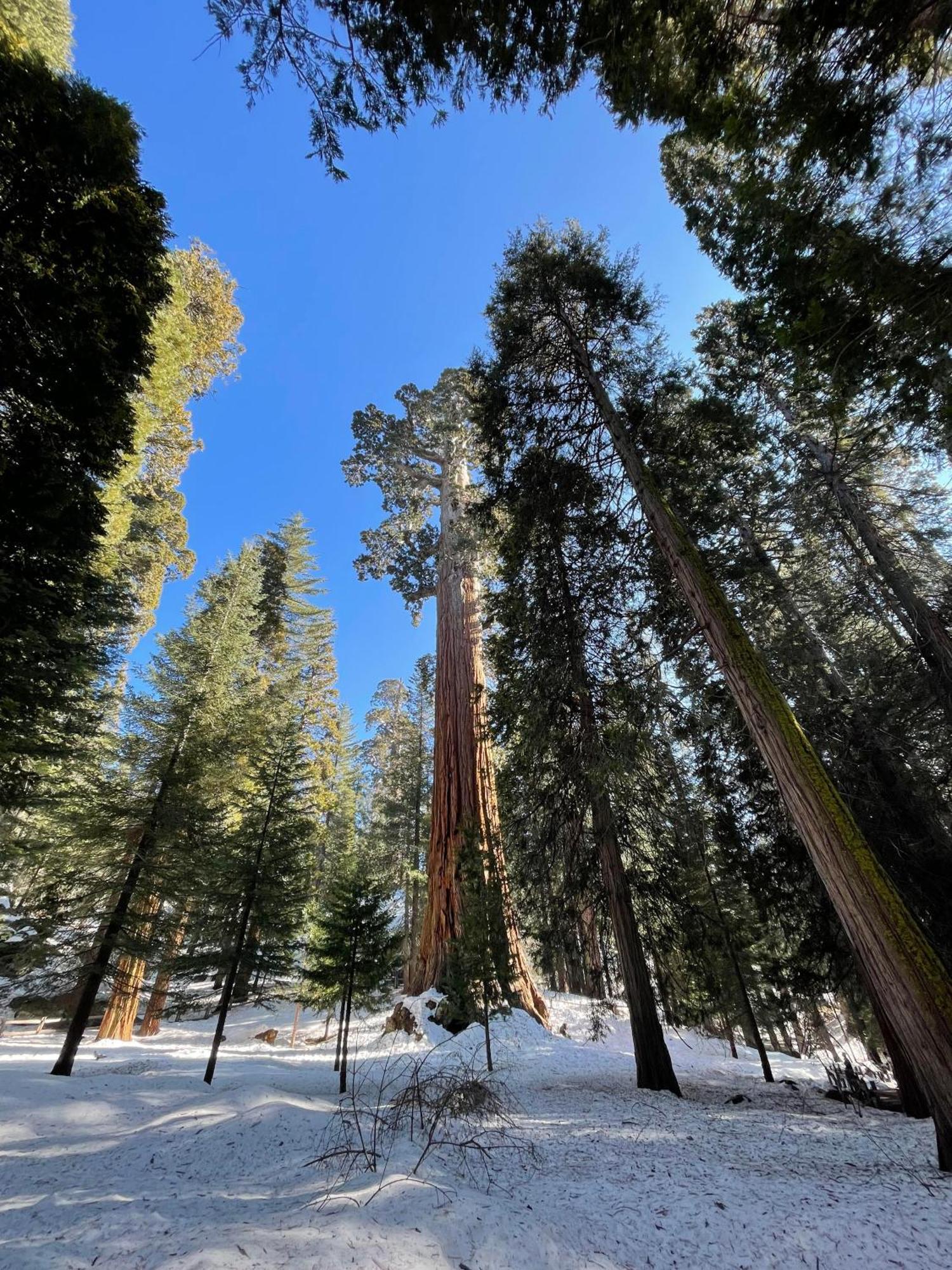 Enchanted Forest Dome ,10-15 Minutes To Kings Canyons-New Pellet Stove For Cozy Warm Nights Dunlap Exterior photo